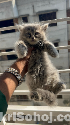 Traditional Persian Cat